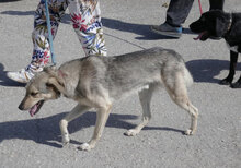 NILAY, Hund, Mischlingshund in Bulgarien - Bild 7