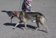 NILAY, Hund, Mischlingshund in Bulgarien - Bild 8