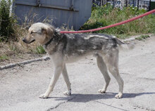 NILAY, Hund, Mischlingshund in Bulgarien - Bild 9