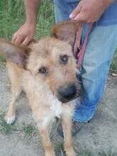 FIGARO, Hund, Mischlingshund in Ungarn - Bild 1
