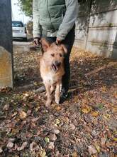 FIGARO, Hund, Mischlingshund in Ungarn - Bild 10