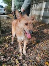 FIGARO, Hund, Mischlingshund in Ungarn - Bild 11