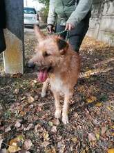 FIGARO, Hund, Mischlingshund in Ungarn - Bild 13