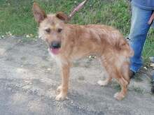 FIGARO, Hund, Mischlingshund in Ungarn - Bild 2