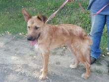 FIGARO, Hund, Mischlingshund in Ungarn - Bild 4
