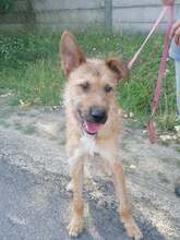 FIGARO, Hund, Mischlingshund in Ungarn - Bild 5
