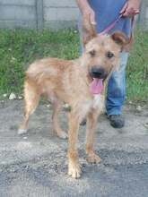 FIGARO, Hund, Mischlingshund in Ungarn - Bild 7