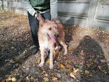 FIGARO, Hund, Mischlingshund in Ungarn - Bild 8