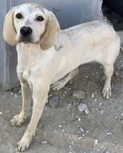 ECRINA, Hund, Mischlingshund in Griechenland - Bild 10