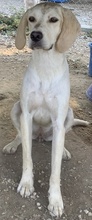 ECRINA, Hund, Mischlingshund in Griechenland - Bild 3