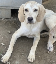 ECRINA, Hund, Mischlingshund in Griechenland - Bild 5