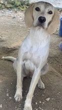 ECRINA, Hund, Mischlingshund in Griechenland - Bild 6