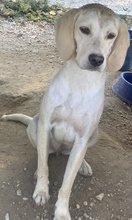 ECRINA, Hund, Mischlingshund in Griechenland - Bild 7