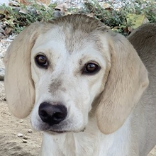 ECRINA, Hund, Mischlingshund in Griechenland - Bild 9