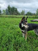 OTTAWA, Hund, Alaskan Husky in Polen - Bild 3