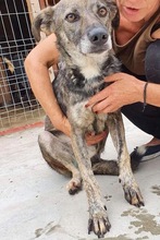 BEIKO, Hund, Mischlingshund in Rumänien - Bild 10