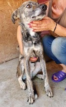 BEIKO, Hund, Mischlingshund in Rumänien - Bild 15