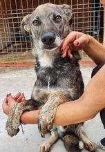 BEIKO, Hund, Mischlingshund in Rumänien - Bild 18