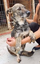 BEIKO, Hund, Mischlingshund in Rumänien - Bild 2