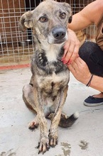 BEIKO, Hund, Mischlingshund in Rumänien - Bild 4