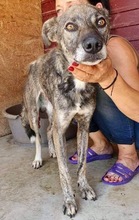 BEIKO, Hund, Mischlingshund in Rumänien - Bild 7