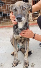 BEIKO, Hund, Mischlingshund in Rumänien - Bild 8