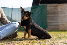 ALADYN, Hund, Mischlingshund in Bad Wünnenberg - Bild 11