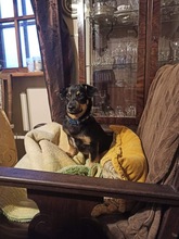 ALADYN, Hund, Mischlingshund in Bad Wünnenberg - Bild 5