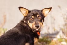 ALADYN, Hund, Mischlingshund in Bad Wünnenberg - Bild 7
