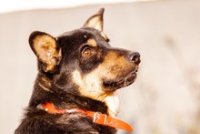 ALADYN, Hund, Mischlingshund in Bad Wünnenberg - Bild 8