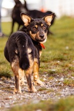 ALADYN, Hund, Mischlingshund in Bad Wünnenberg - Bild 9