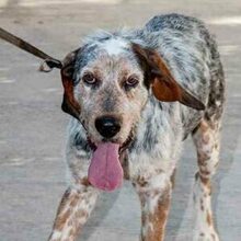 RON, Hund, Grand Bleu de Gascogne in Spanien - Bild 1