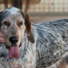 RON, Hund, Grand Bleu de Gascogne in Spanien - Bild 7