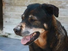 HADA, Hund, Deutscher Schäferhund-Mix in Spanien - Bild 4