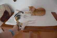 MABEL, Katze, Europäisch Kurzhaar in Spanien - Bild 9