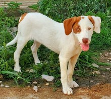 NELLY2, Hund, Mischlingshund in Bosnien und Herzegowina - Bild 1