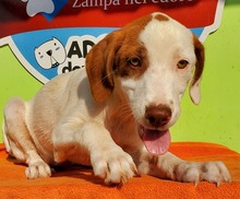 NELLY2, Hund, Mischlingshund in Bosnien und Herzegowina - Bild 2