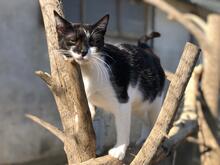 CASANDRA, Katze, Hauskatze in Spanien - Bild 14