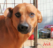 JEIK, Hund, Mischlingshund in Italien - Bild 5