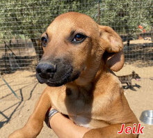 JEIK, Hund, Mischlingshund in Italien - Bild 8