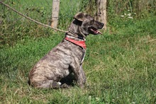 ZENO, Hund, Mischlingshund in Ungarn - Bild 4
