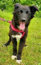 NALA, Hund, Mischlingshund in Bosnien und Herzegowina - Bild 5
