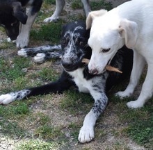 MADY, Hund, Mischlingshund in Kroatien - Bild 3