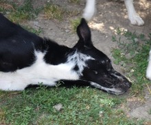 MADY, Hund, Mischlingshund in Kroatien - Bild 5