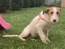 LADY, Hund, Mischlingshund in Bosnien und Herzegowina - Bild 3