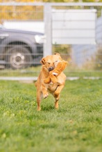 YENNEFER, Hund, Mischlingshund in Bad Wünnenberg - Bild 10