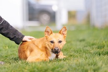 YENNEFER, Hund, Mischlingshund in Bad Wünnenberg - Bild 15
