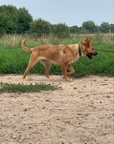 YENNEFER, Hund, Mischlingshund in Bad Wünnenberg - Bild 5