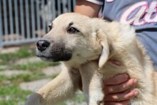 BONJO, Hund, Mischlingshund in Rumänien - Bild 1