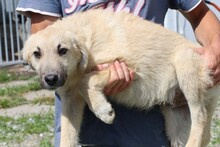BONJO, Hund, Mischlingshund in Rumänien - Bild 2
